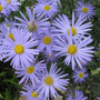 Zomeraster blauw - Kalimeris
